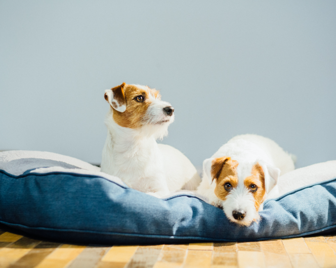AdobeStock_239324641@2x